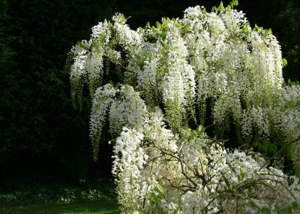 Bois des Moutiers (9) Juin 2012